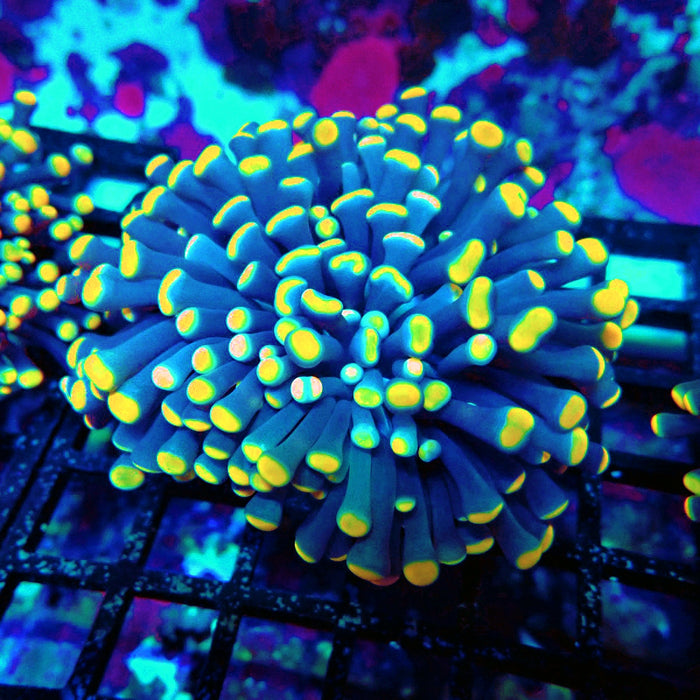 Euphyllia Purple Yellow Tips Torch Premium