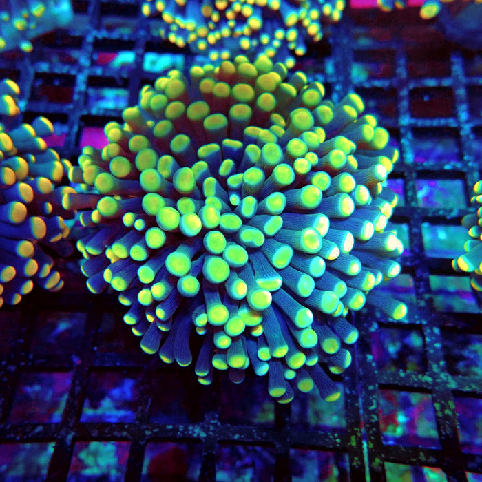 Euphyllia Purple Yellow Tips Torch Premium