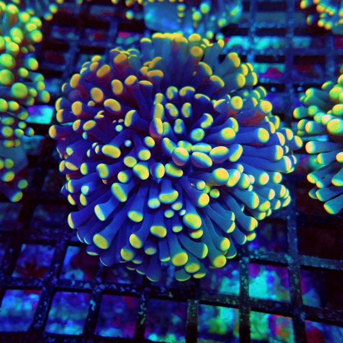 Euphyllia Purple Yellow Tips Torch Premium
