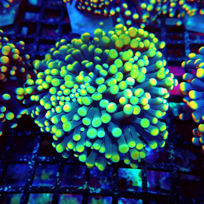 Euphyllia Purple Yellow Tips Torch Premium