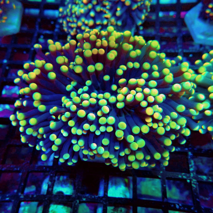 Euphyllia Purple Yellow Tips Torch Premium