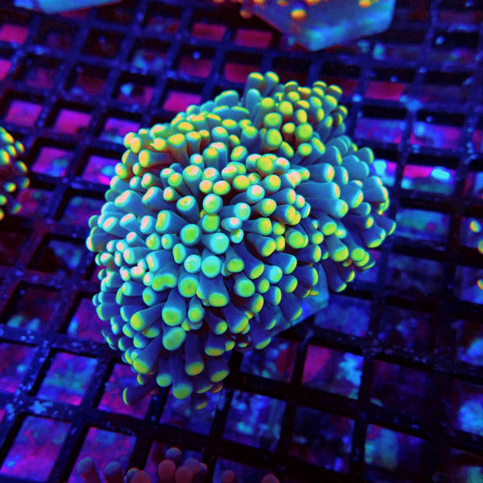 Euphyllia Purple Yellow Tips Torch Premium
