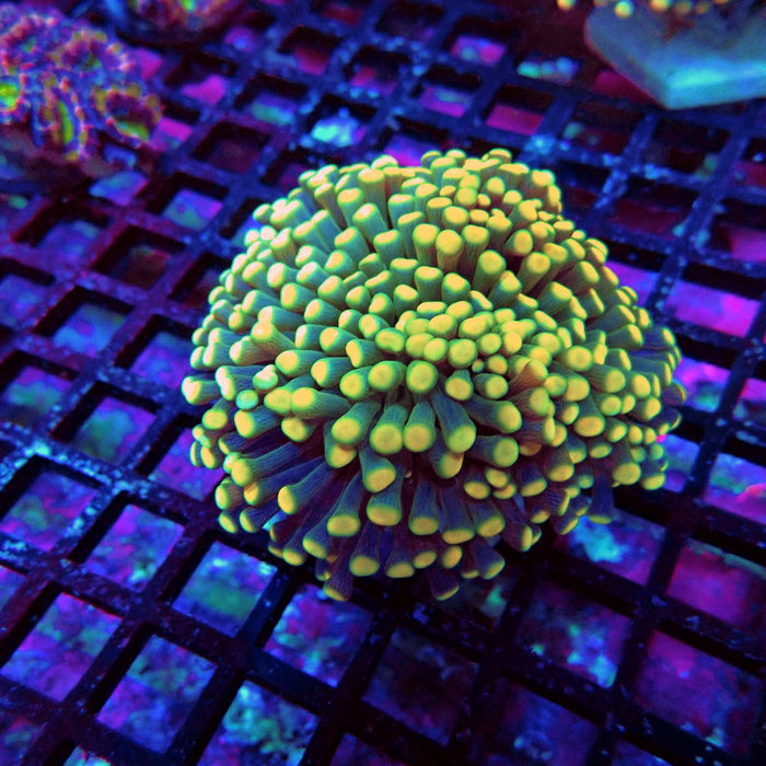 Euphyllia Purple-Green Orange Tips Torch Premium
