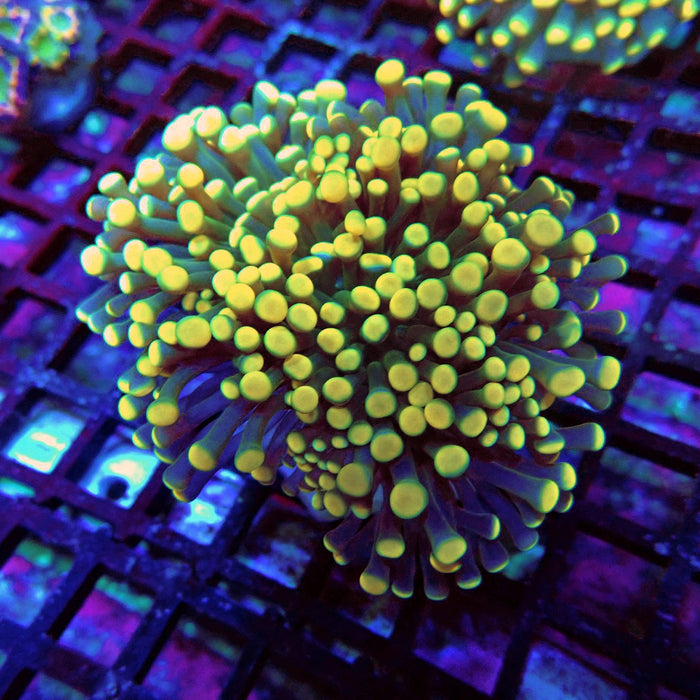 Euphyllia Purple-Green Orange Tips Torch Premium