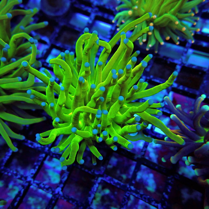 Euphyllia Holy Grail Torch