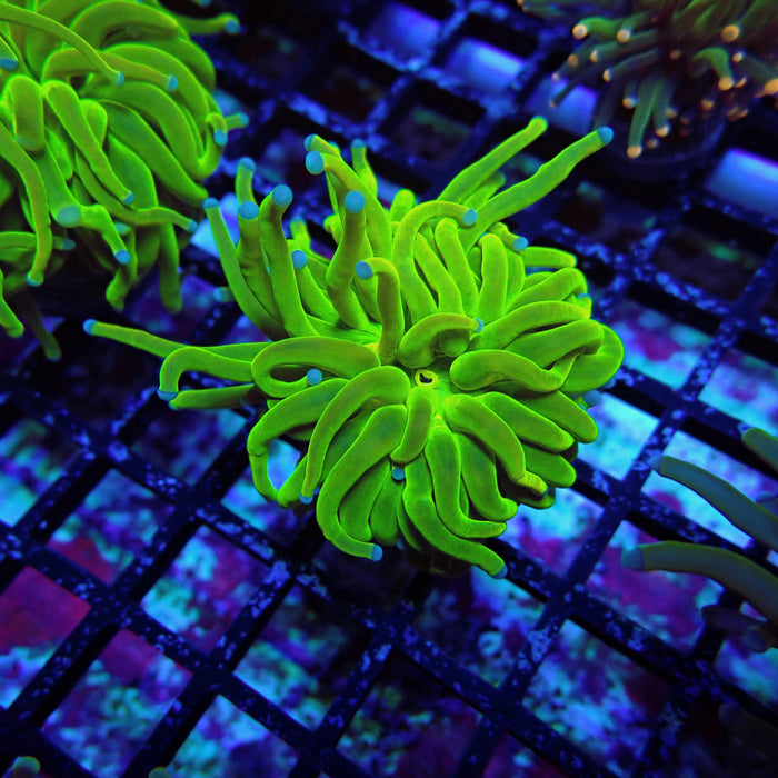 Euphyllia Holy Grail Torch