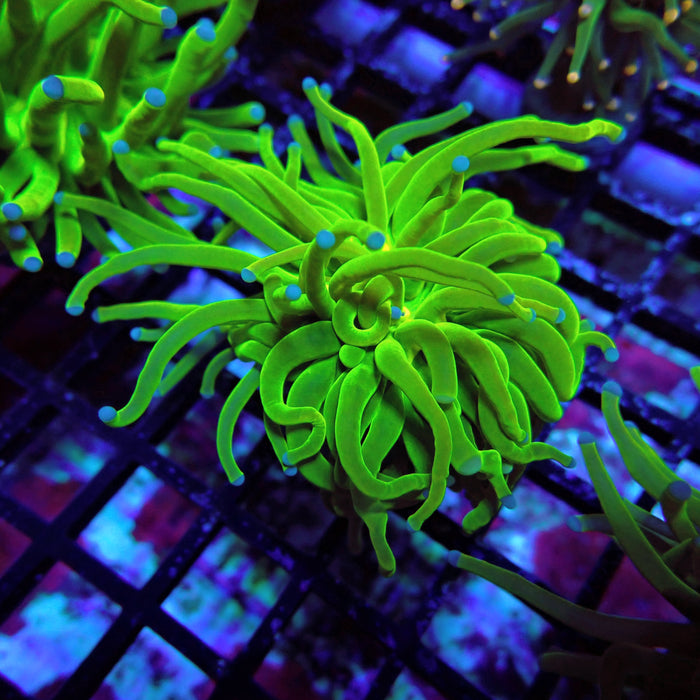 Euphyllia Holy Grail Torch