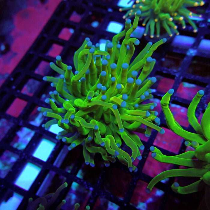 Euphyllia Holy Grail Torch