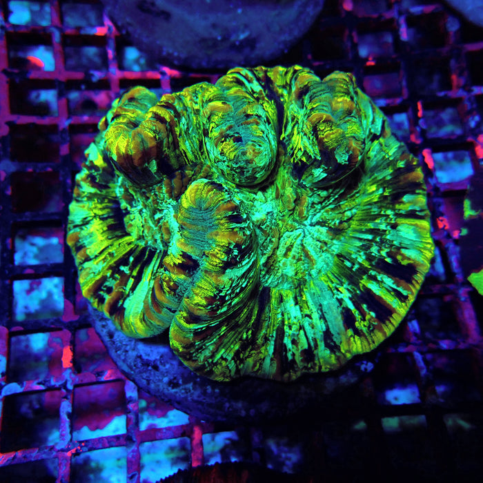 Trachyphyllia