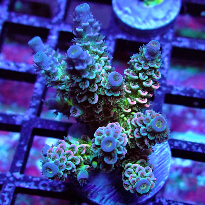 REx Green Blue Pink Scale Tenuis Acro