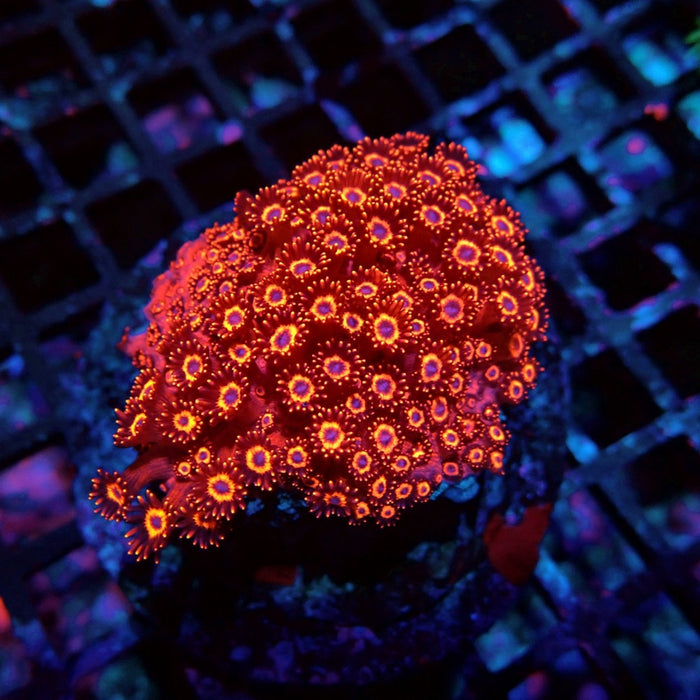 Ultra Red Goniopora Colony