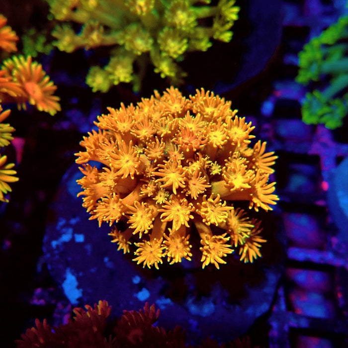Multicolored Goniopora Colony