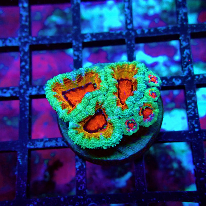 Acan Lord Super Ultra Frag
