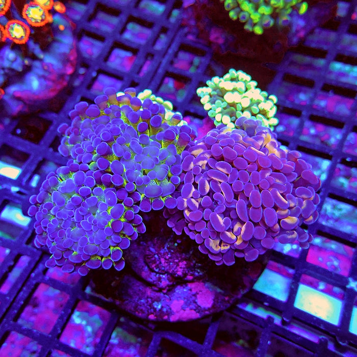 Euphyllia Super Mix Branch Hammer