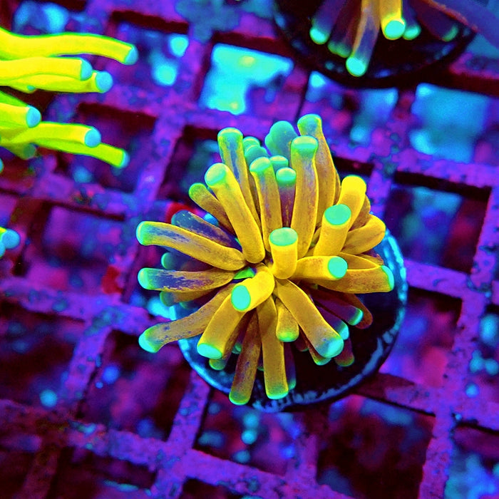 Euphyllia Tiger Torch