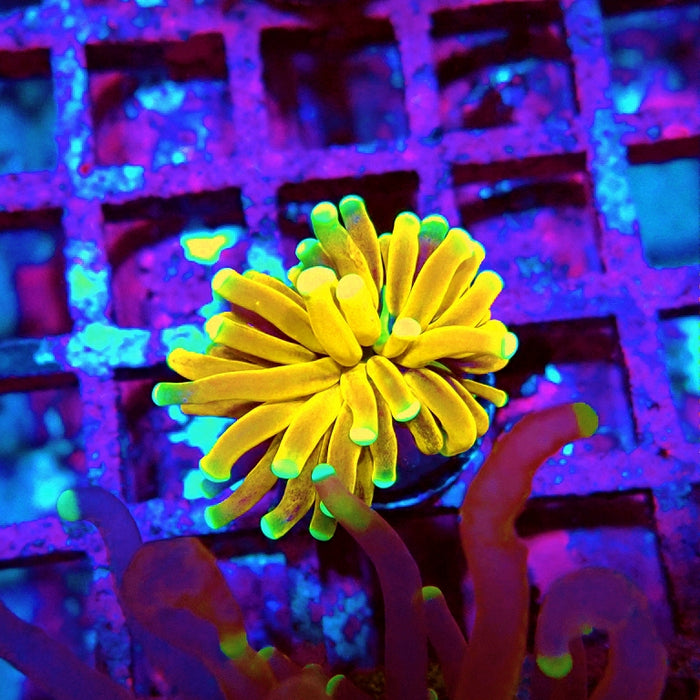 Euphyllia Tiger Torch