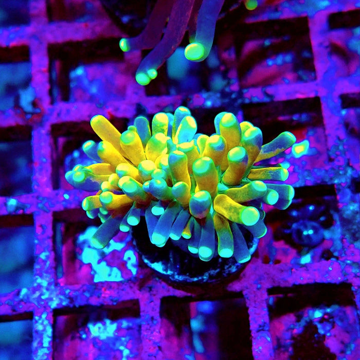 Euphyllia Tiger Torch