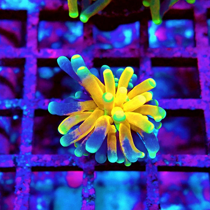 Euphyllia Tiger Torch