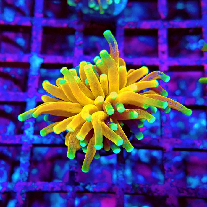 Euphyllia Tiger Torch