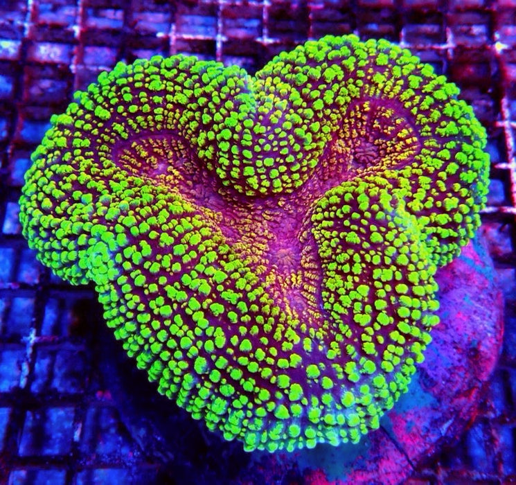 Lobophyllia Colony