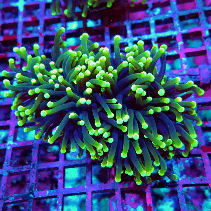 Euphyllia Rasta Torch