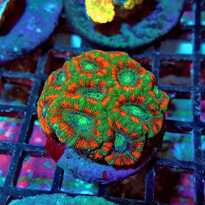 Acantostrea Small Colony