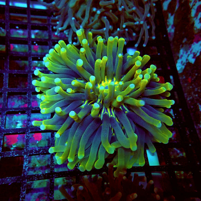Heliofungia Ultra Yellow Plate Coral