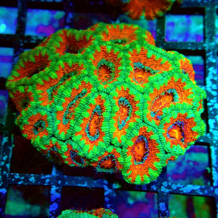 Acan Lord Coral Colony