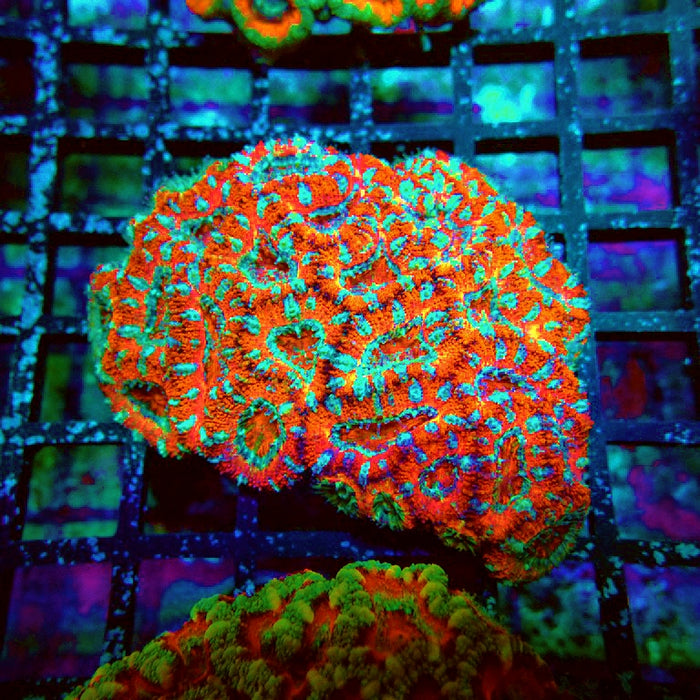 Acan Lord Coral Colony
