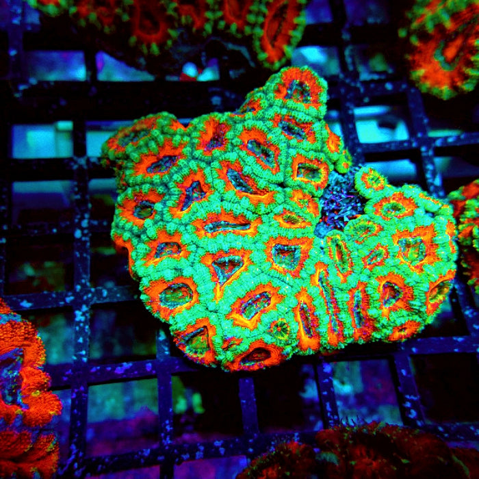 Acan Lord Coral Colony