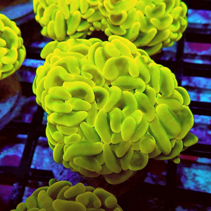 Euphyllia Cannary Yellow Hammer (Australia)
