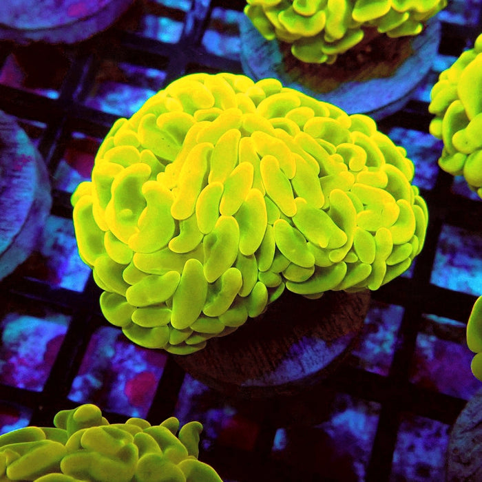 Euphyllia Cannary Yellow Hammer (Australia)