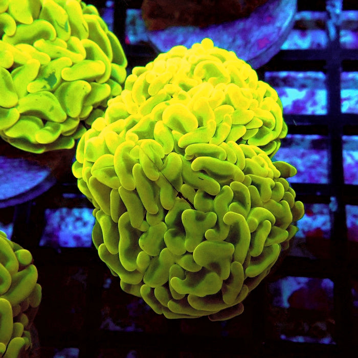 Euphyllia Cannary Yellow Hammer (Australia)