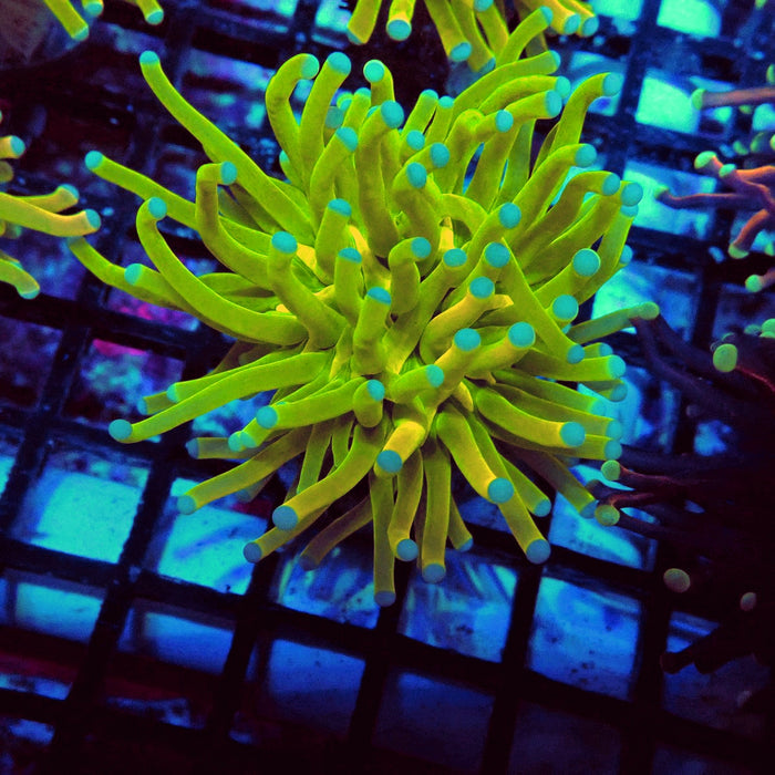 Euphyllia Holy Grail Torch