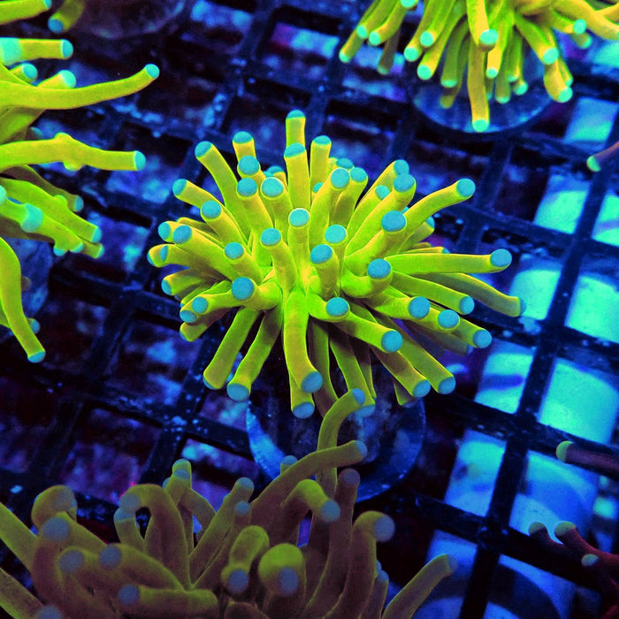 Euphyllia Holy Grail Torch