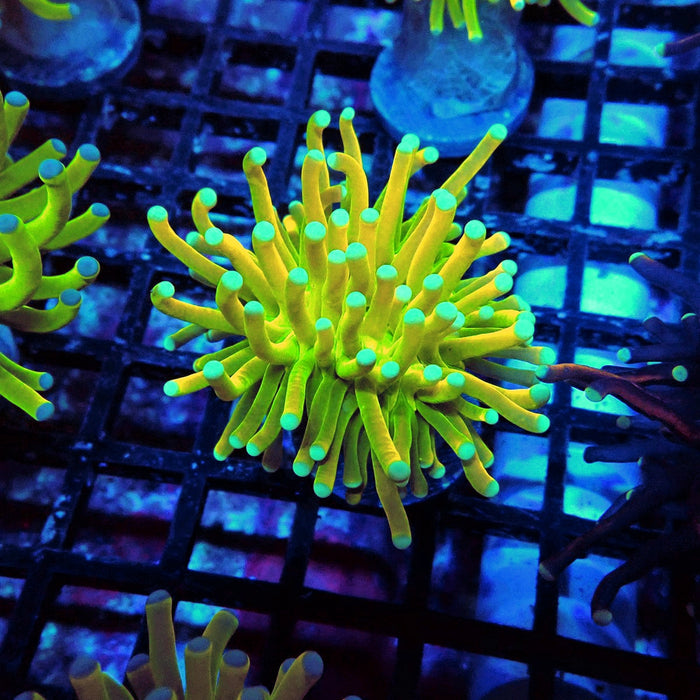 Euphyllia Holy Grail Torch