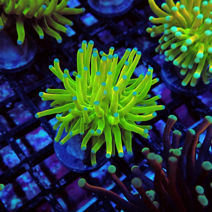 Euphyllia Holy Grail Torch
