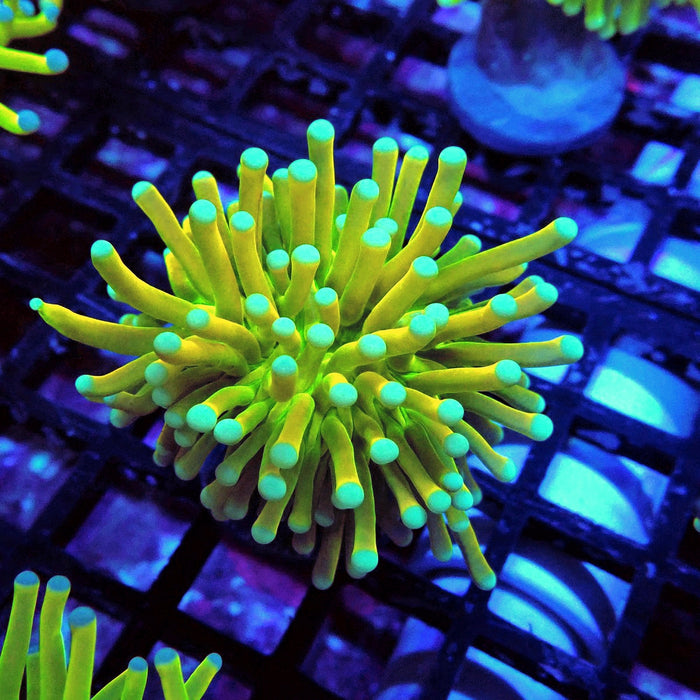 Euphyllia Holy Grail Torch