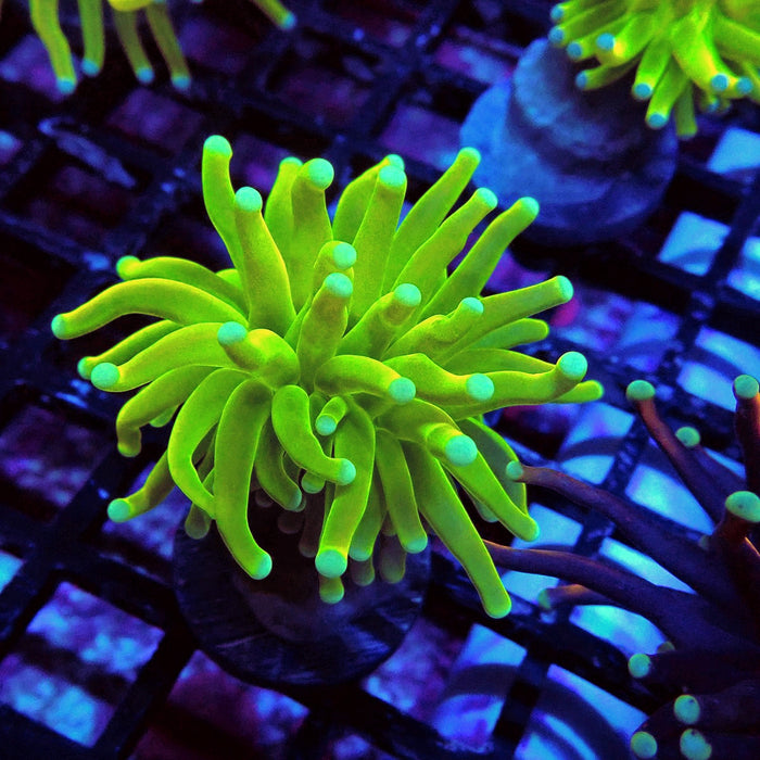 Euphyllia Holy Grail Torch