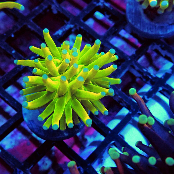 Euphyllia Holy Grail Torch