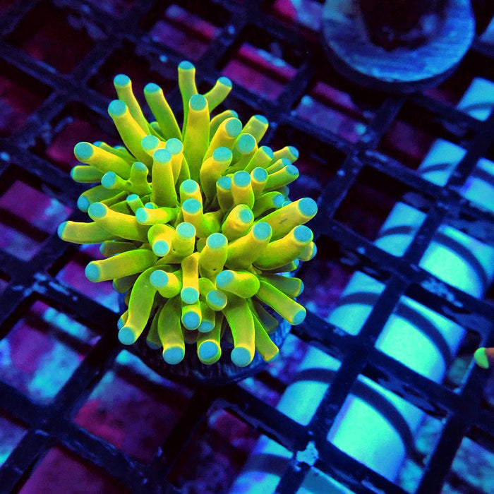 Euphyllia Holy Grail Torch