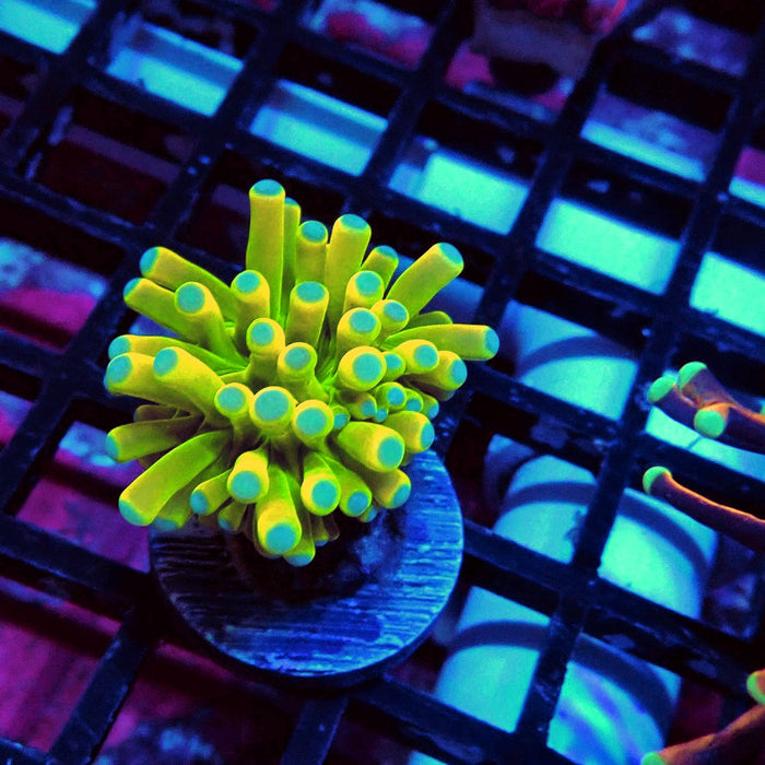 Euphyllia Holy Grail Torch