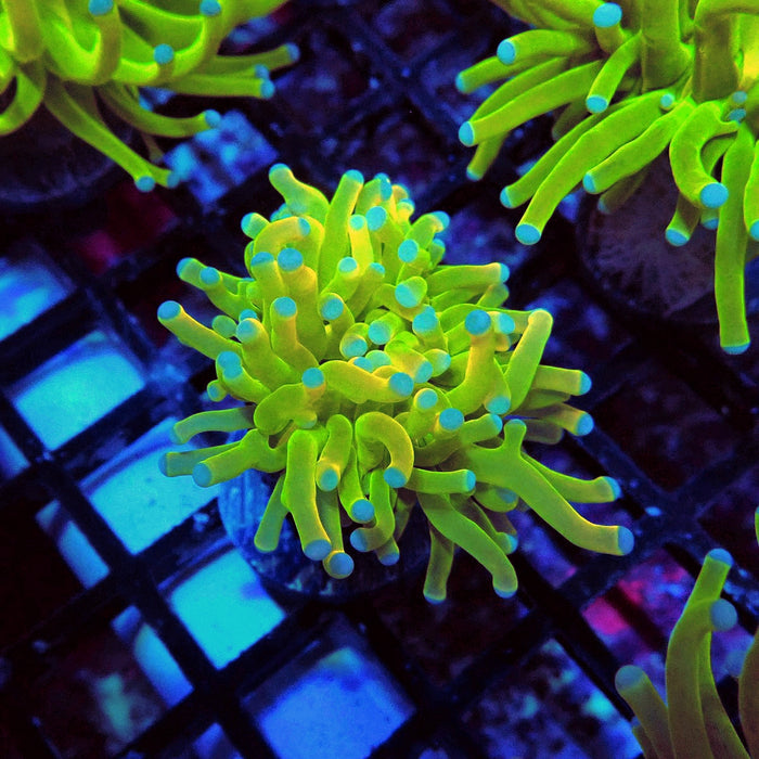Euphyllia Holy Grail Torch