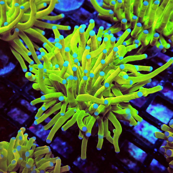 Euphyllia Holy Grail Torch