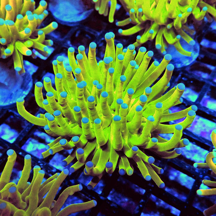 Euphyllia Holy Grail Torch