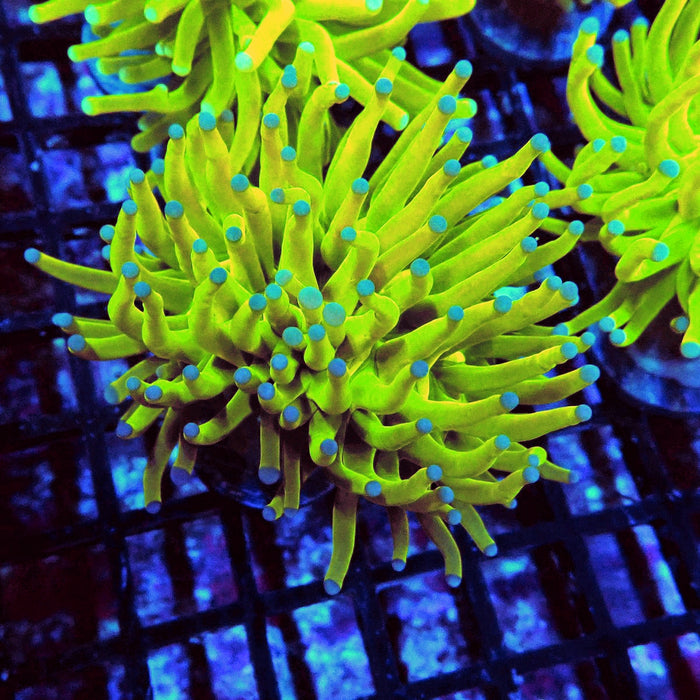 Euphyllia Holy Grail Torch