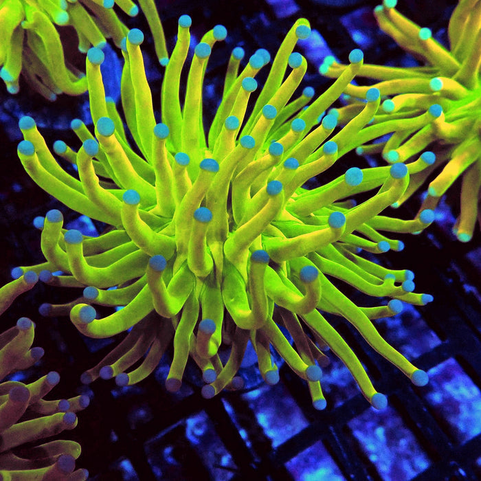 Euphyllia Holy Grail Torch