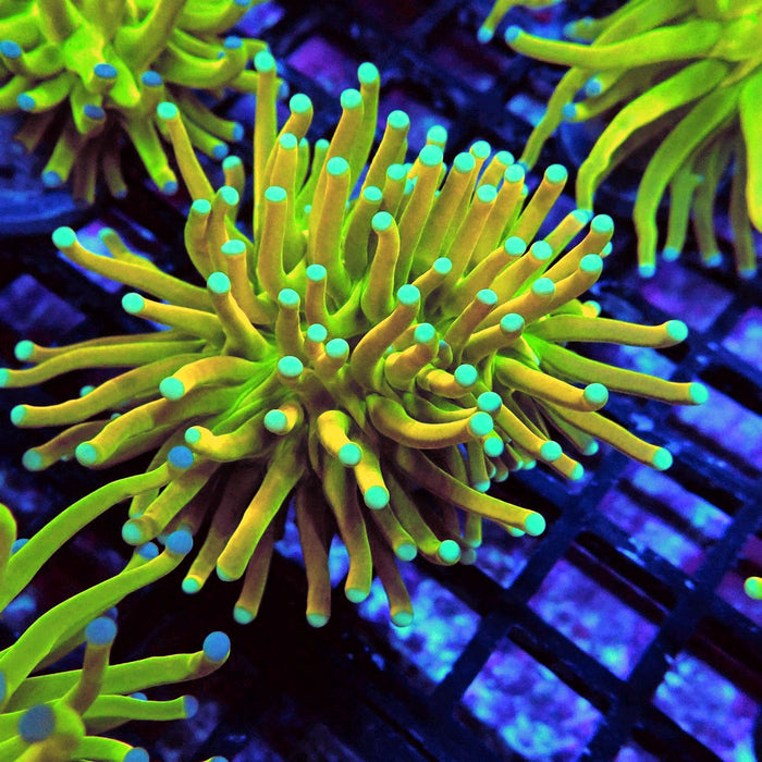 Euphyllia Holy Grail Torch