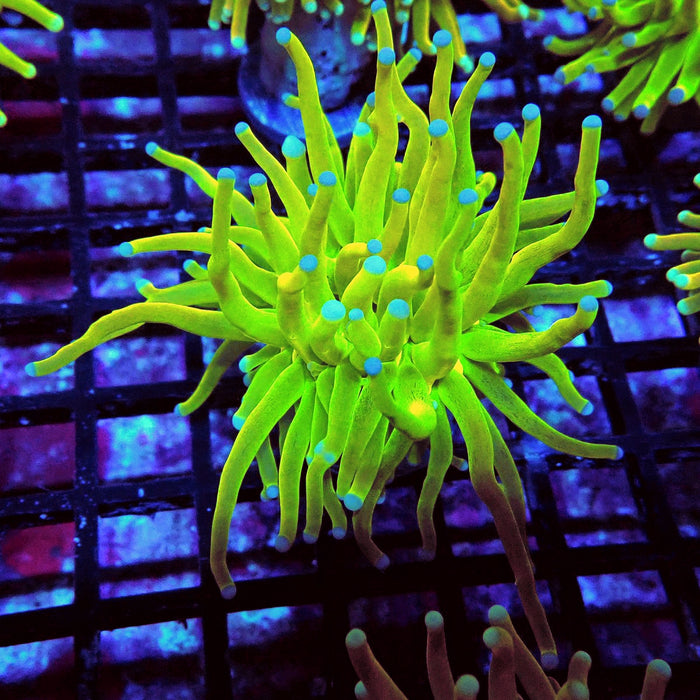 Euphyllia Holy Grail Torch