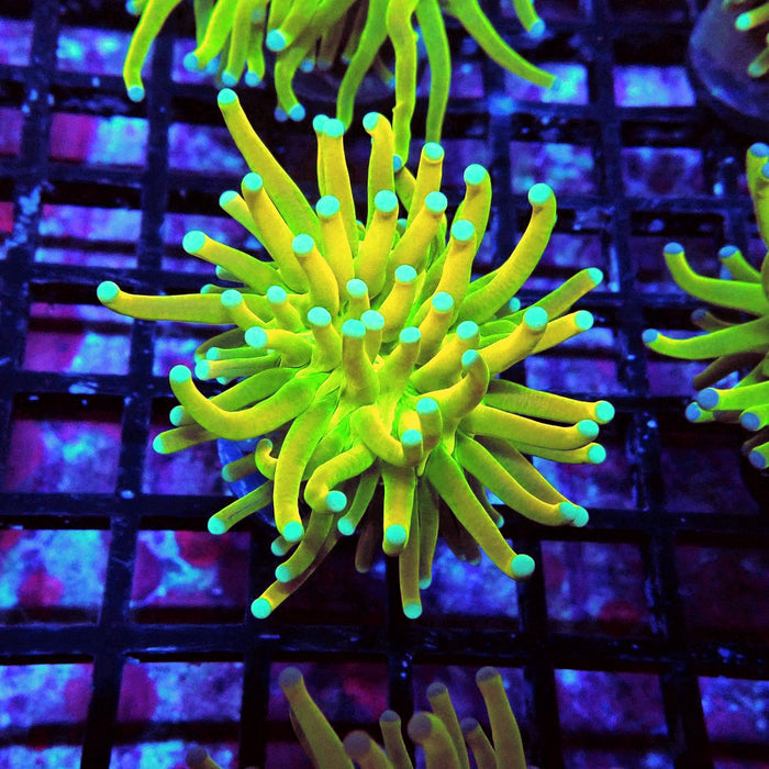 Euphyllia Holy Grail Torch